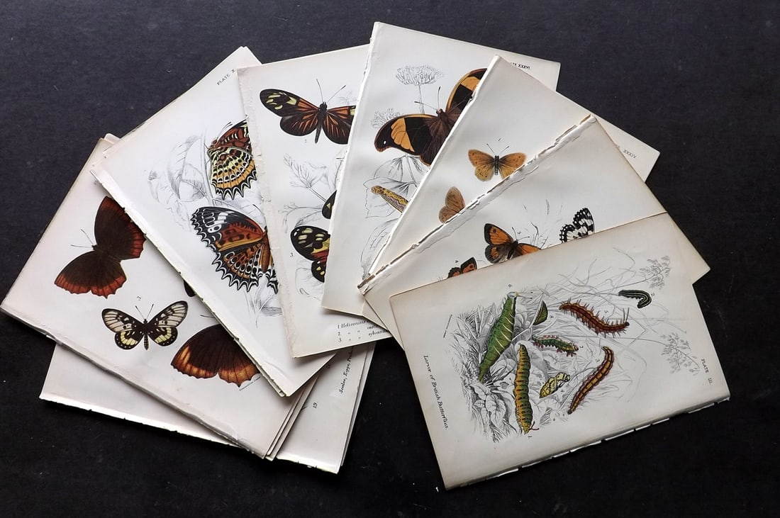 Lloyds's 1897 Lot of 16 Antique Butterfly Prints: Chromolithographs Published 1894-97, London for "Lloyds's Natural History..." Edited by R. Bowdler Sharpe, W. F. Kirby, H. O. Forbes, R. Lydekker, and W. R. Olive-Grant. Illustrated after Keulemans, G