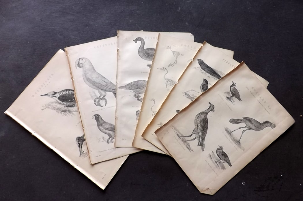 National Encyclopedia C1880 Lot of 11 Antique Bird Prints incl Parrot. (1 of 3)