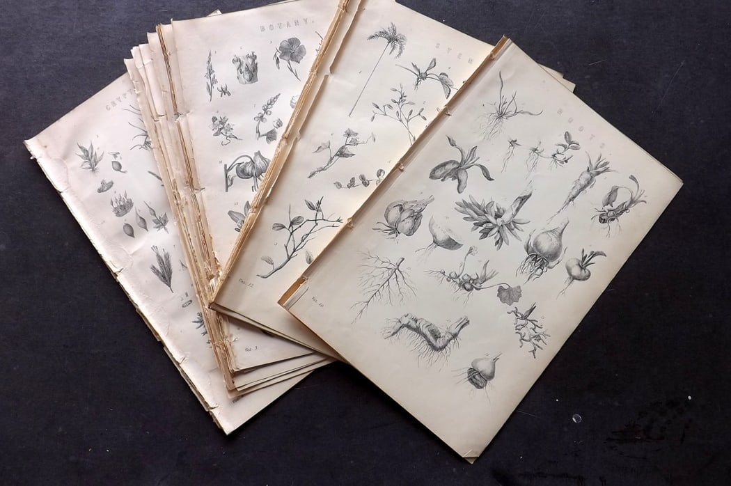 National Encyclopedia C1880 Lot of 26 Botanical Prints: Antique Woodblock/Engraving Published C1875-1901 by William Mackenzie, London for "The National Encyclopedia: A dictionary of Universal Knowledge" Paper Size: 9.5 x 6.5 inch (24 x 16.5cm) Good Conditi
