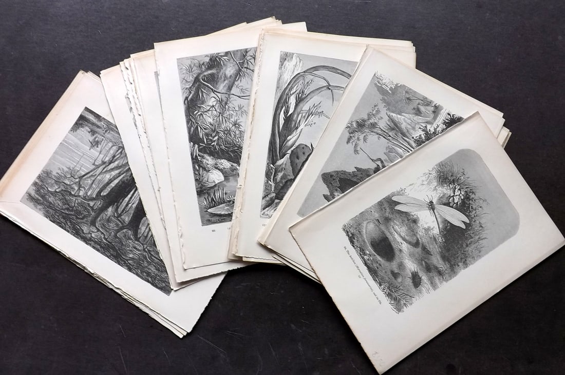 Pouchet, F. A. C1900 Lot of 33 Prints. Birds, Natural History & Botanical (1 of 5)