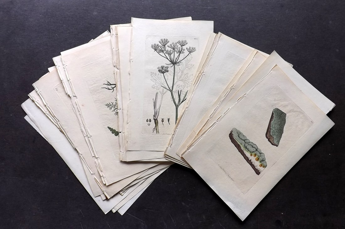Sowerby, James 1790's Lot of 18 Hand Col Botanical Prints (1 of 4)