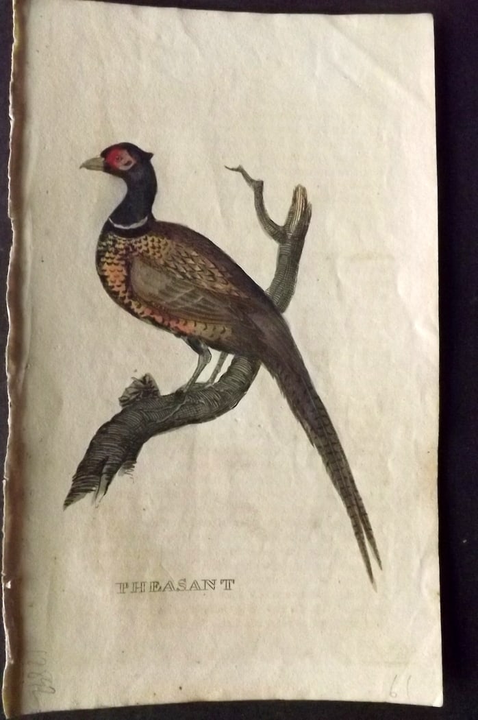 Brightly (Pub) 1815 Hand Coloured Bird Print. Pheasant (1 of 1)