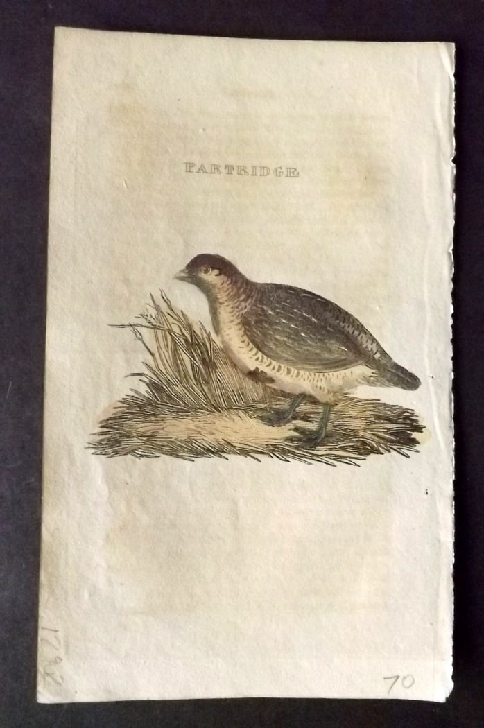 Brightly (Pub) 1815 Hand Coloured Bird Print. Partridge: Hand Colored Copper Plate Published 1815 by Brightly & Childs, Bungay for "The Natural History of Birds" Paper Size: 8 x 4.25 inch (20 x 14cm) Good Condition