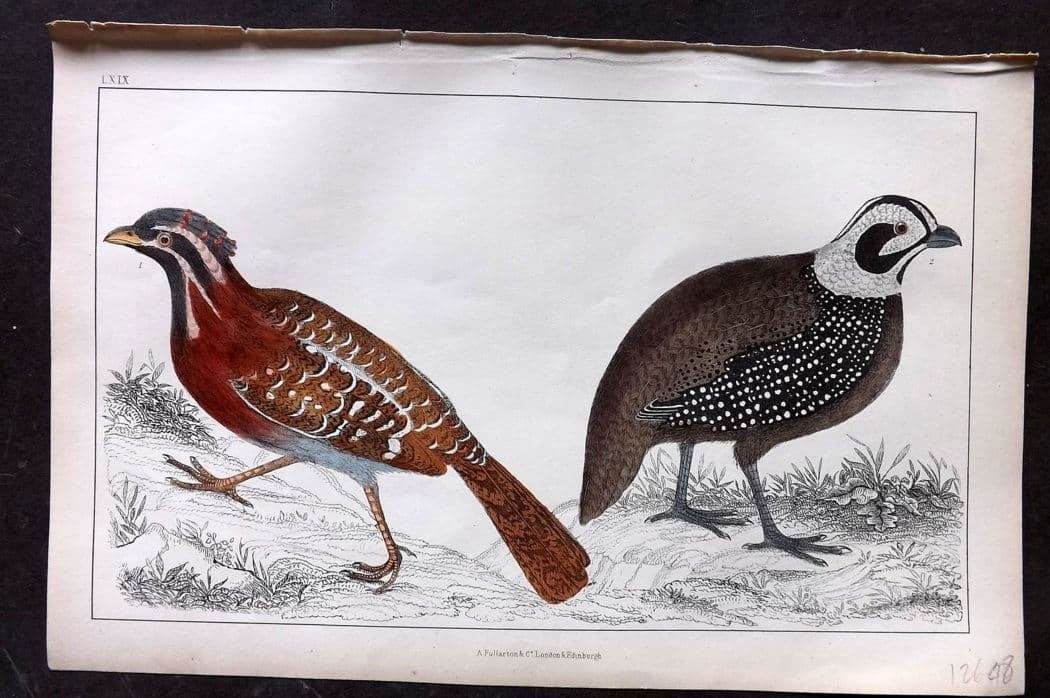 Goldsmith, Oliver C1850 Hand Col Bird Print. Long Tailed & Montezuma's Quail 69: Antique Etching/Engraving Published C1850 by A. Fullarton & Co., London for "A History of the Earth and Animated Nature" by Oliver Goldsmith. Fine hand colour as issued. Paper Size: 10 x 6 inch (25 x 