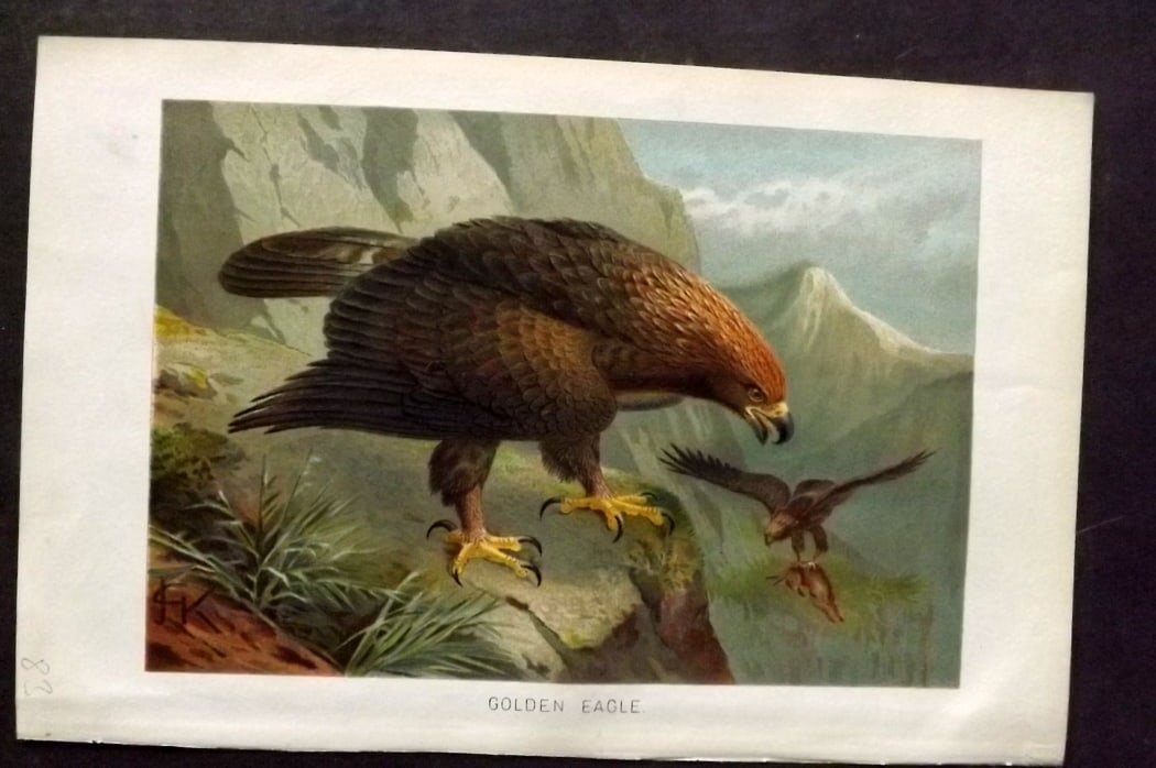 Lydekker, Richard 1896 Antique Bird Print. Golden Eagle: Chromolithograph Published 1894-96, London for "The Royal Natural History" by Richard Lydekker. Illustrated by Smit, Keulemans, Wolf and others. Paper Size: 10 x 6.5 inch (25 x 16.5cm) Good Condition