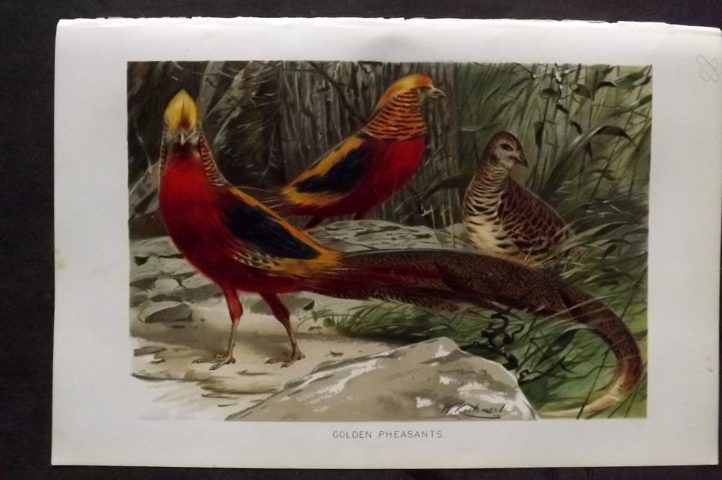Lydekker, Richard 1896 Antique Bird Print. Golden Pheasant: Chromolithograph Published 1894-96, London for "The Royal Natural History" by Richard Lydekker. Illustrated by Smit, Keulemans, Wolf and others. Paper Size: 10 x 6.5 inch (25 x 16.5cm) Good Condition