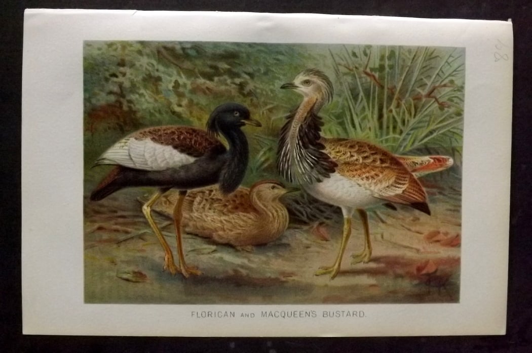 Lydekker, Richard 1896 Antique Bird Print. Florican and Macqueen's Bustard: Chromolithograph Published 1894-96, London for "The Royal Natural History" by Richard Lydekker. Illustrated by Smit, Keulemans, Wolf and others. Paper Size: 10 x 6.5 inch (25 x 16.5cm) Good Condition