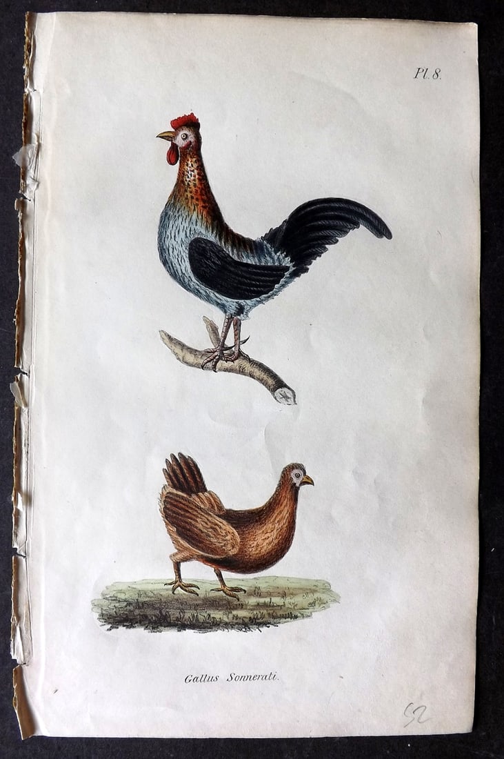 Stephenson, John 1838 Hand Col Bird Print. Jungle & Wild Cock Indian Pheasant: Hand Colored Lithograph Published 1838, London for "Medical Zoology and Mineralogy" by John Stephenson. Paper Size: 9.5 x 6 inch (24 x 15cm) Good Condition
