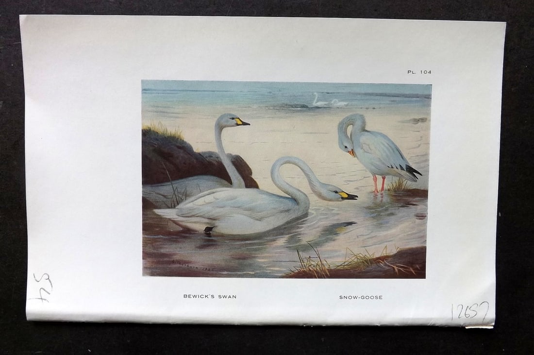 Thorburn, Archibald 1925 Antique Bird Print. Bewick's Swan, Snow-Goose (1 of 1)