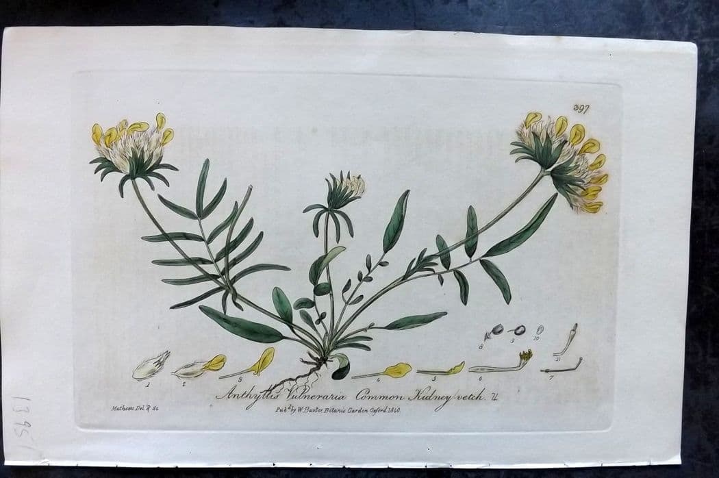 Baxter, William C1840 Hand Col Botanical Print. Common Kidney Vetch 397: Antique Etching Published 1834-43, Oxford for "British Phaenogamous Botany; or, Figures and Descriptions of British Flowering Plants" by William Baxter. Fine hand colour as issued. Paper Size: 8.5 x 5