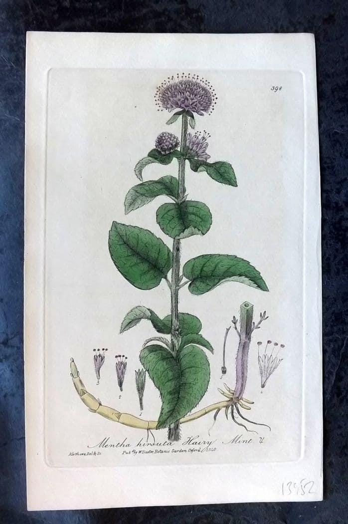Baxter, William C1840 Hand Col Botanical Print. Hairy Mint 398: Antique Etching Published 1834-43, Oxford for "British Phaenogamous Botany; or, Figures and Descriptions of British Flowering Plants" by William Baxter. Fine hand colour as issued. Paper Size: 8.5 x 5