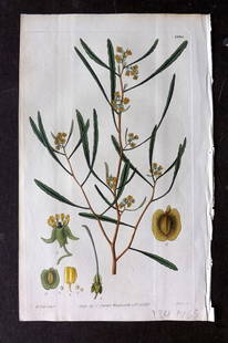 Curtis 1828 HCol Botanical Print. Attenuated Leaved, Dodonaea 2860: Antique Engraving/Etching Published 1787-1904, London for "The Botanical Magazine; or Flower-Garden Displayed" and later "Curtis's Botanical Magazine..." by William Curtis, continued by John Simms and