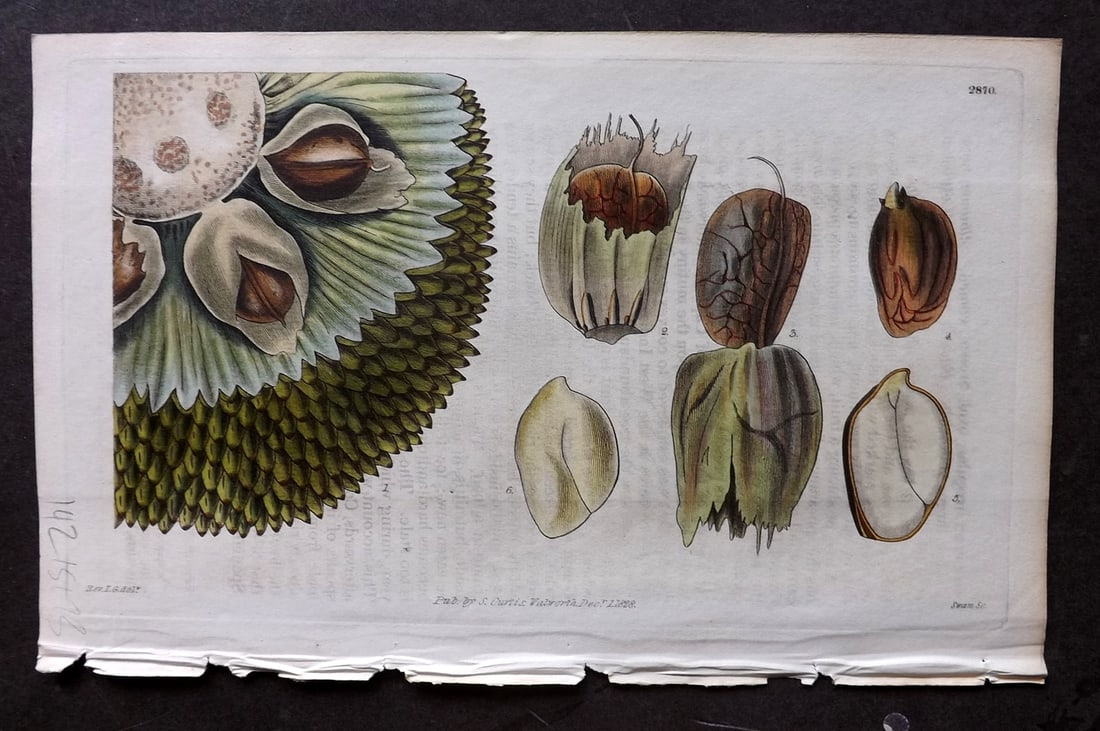 Curtis 1828 HCol Botanical Print. Bread Fruit Tree 2870 (1 of 1)