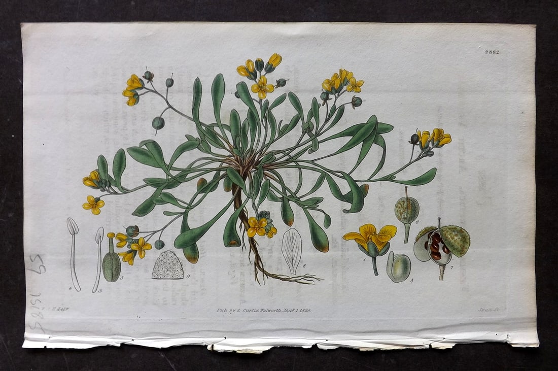 Curtis, William 1829 HCol Botanical Print. Arctic Vesicaria 2882: Hand Colored Etching Published 1787-1904, London for "The Botanical Magazine; or Flower-Garden Displayed" and later "Curtis's Botanical Magazine..." by William Curtis, continued by John Simms and othe