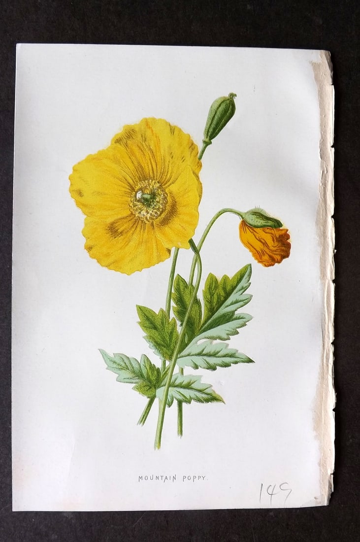 Hulme, F. Edward C1880 First Edition Botanical Print. Mountain Poppy: Chromolithograph Published 1878-84, London for "Familiar Wild Flowers" First Edition by F. Edward Hulme & Shirley Hibberd. Paper Size: 7.5 x 5 inch (19 x 13cm) Good Condition