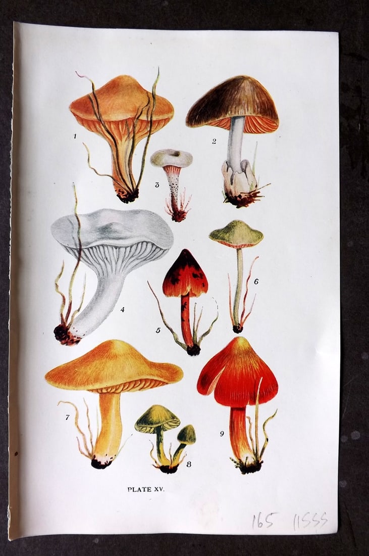 Massee, George 1911 Mushroom Print. Hygrophorus, Volvaria, Eccilia, Leptonia 15: Antique offset Lithograph Published 1911, London for "British Fungi With a Chapter on Lichens" by George Massee. Paper Size: 8 x 5.5 inch (20 x 14cm) Good Condition
