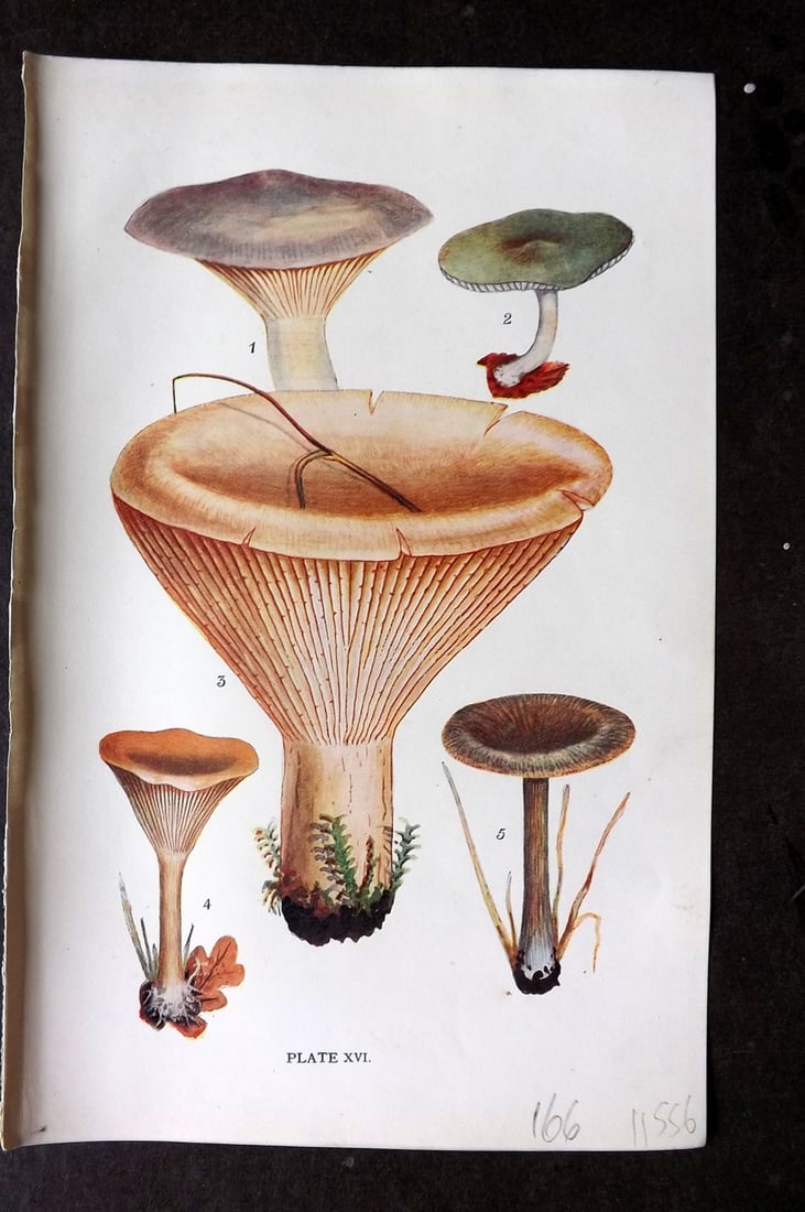 Massee, George 1911 Mushroom Print. Clitocybe 16: Antique offset Lithograph Published 1911, London for "British Fungi With a Chapter on Lichens" by George Massee. Paper Size: 8 x 5.5 inch (20 x 14cm) Good Condition