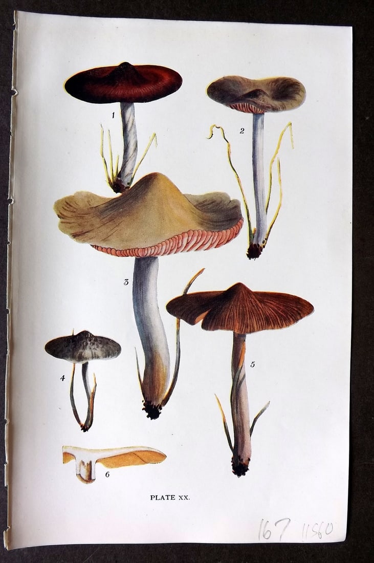 Massee, George 1911 Mushroom Print. Entoloma 20: Antique offset Lithograph Published 1911, London for "British Fungi With a Chapter on Lichens" by George Massee. Paper Size: 8 x 5.5 inch (20 x 14cm) Good Condition