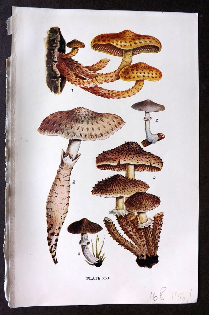 Massee, George 1911 Mushroom Print. Pholiota 21: Antique offset Lithograph Published 1911, London for "British Fungi With a Chapter on Lichens" by George Massee. Paper Size: 8 x 5.5 inch (20 x 14cm) Good Condition
