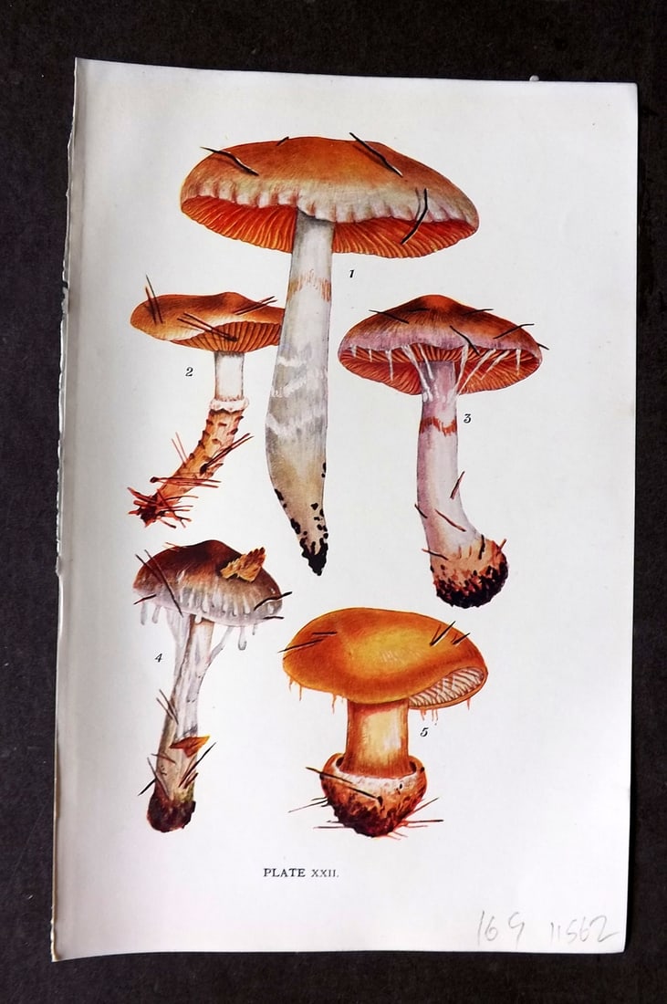 Massee, George 1911 Mushroom Print. Cortinarius 22: Antique offset Lithograph Published 1911, London for "British Fungi With a Chapter on Lichens" by George Massee. Paper Size: 8 x 5.5 inch (20 x 14cm) Good Condition