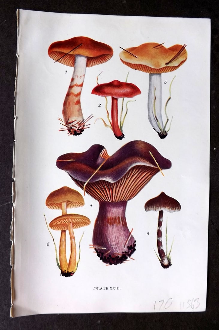 Massee, George 1911 Mushroom Print. Cortinarius 23: Antique offset Lithograph Published 1911, London for "British Fungi With a Chapter on Lichens" by George Massee. Paper Size: 8 x 5.5 inch (20 x 14cm) Good Condition