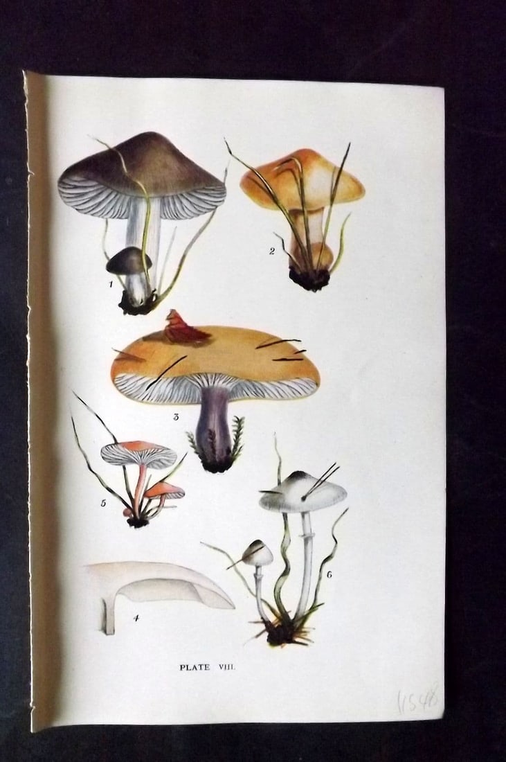 Massee, George 1911 Mushroom Print. Tricholoma, Armillaria 08: Antique offset Lithograph Published 1911, London for "British Fungi With a Chapter on Lichens" by George Massee. Paper Size: 8 x 5.5 inch (20 x 14cm) Good Condition