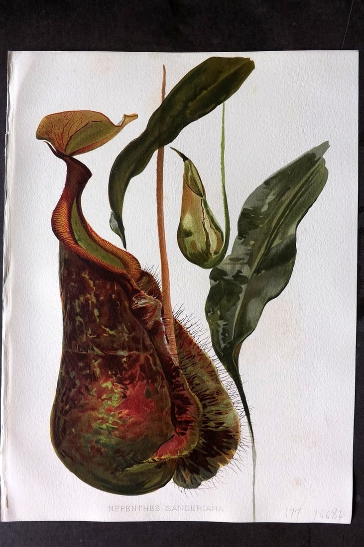 Moon, H. G. 1905 Folio Botanical Print. Nepenthese Sanderiana (1 of 1)