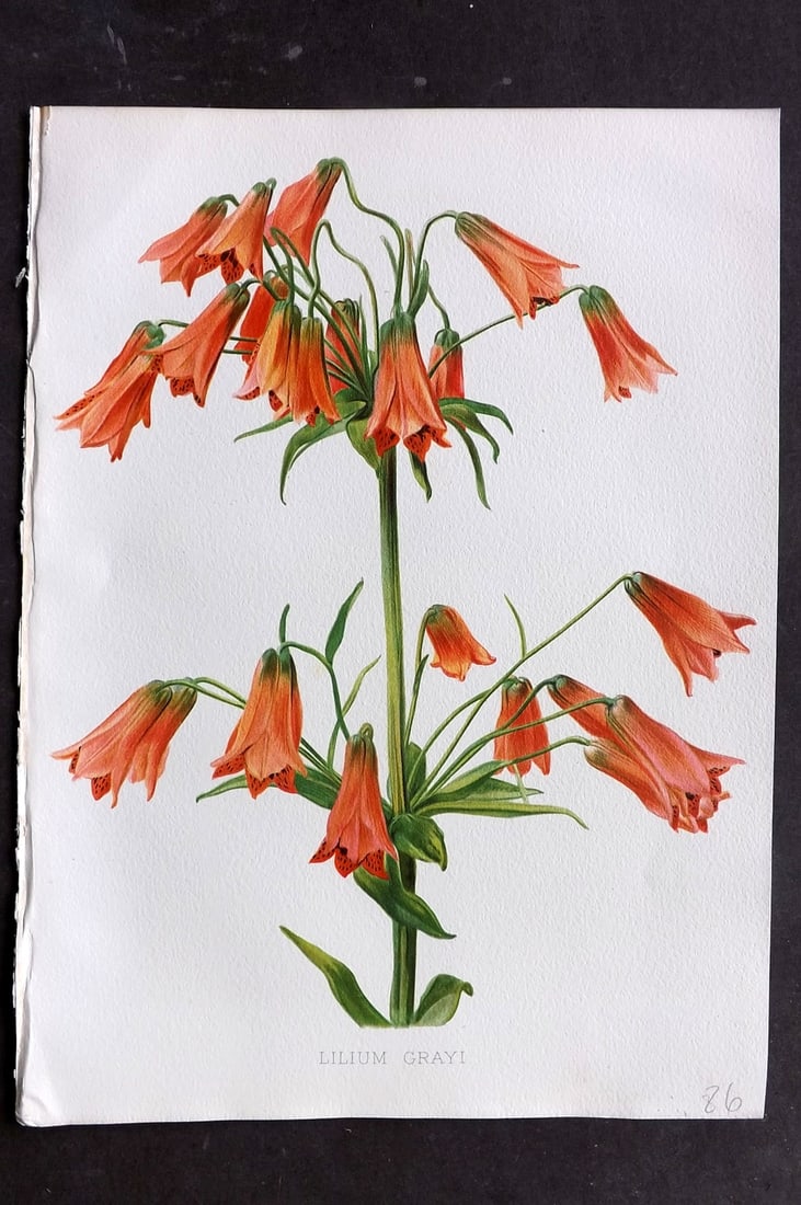 Moon, H. G. 1905 Folio Botanical Print. Lilium Grayi Lily (1 of 1)