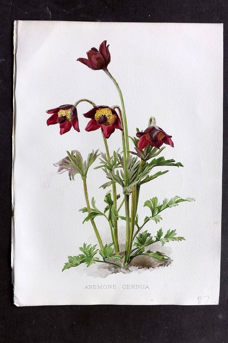 Moon, H. G. 1905 Folio Botanical Print. Anemone Cernua (1 of 1)