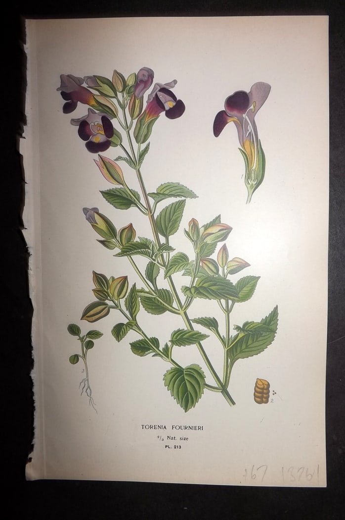 Step 1897 Antique Botanical Print. Torenia Fournieri 213: Chromolithograph Published 1896-97 by Frederick Warne & Co., London for "Favourite Flowers of Garden and Greenhouse" by Edward Step and William Watson. Paper Size: 9.5 x 6 inch (24 x 15cm) Good Condit