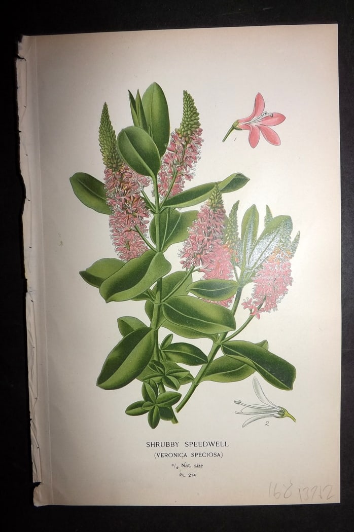 Step 1897 Antique Botanical Print. Shrubby Speedwell 214: Chromolithograph Published 1896-97 by Frederick Warne & Co., London for "Favourite Flowers of Garden and Greenhouse" by Edward Step and William Watson. Paper Size: 9.5 x 6 inch (24 x 15cm) Good Condit
