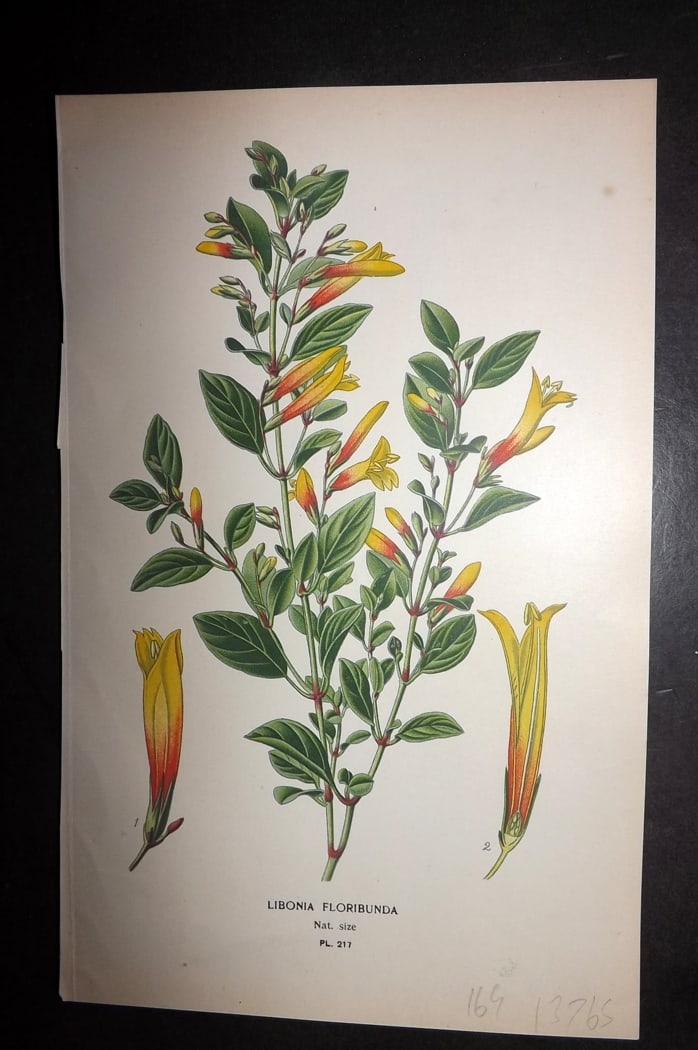 Step 1897 Antique Botanical Print. Libonia Floribunda 217: Chromolithograph Published 1896-97 by Frederick Warne & Co., London for "Favourite Flowers of Garden and Greenhouse" by Edward Step and William Watson. Paper Size: 9.5 x 6 inch (24 x 15cm) Good Condit