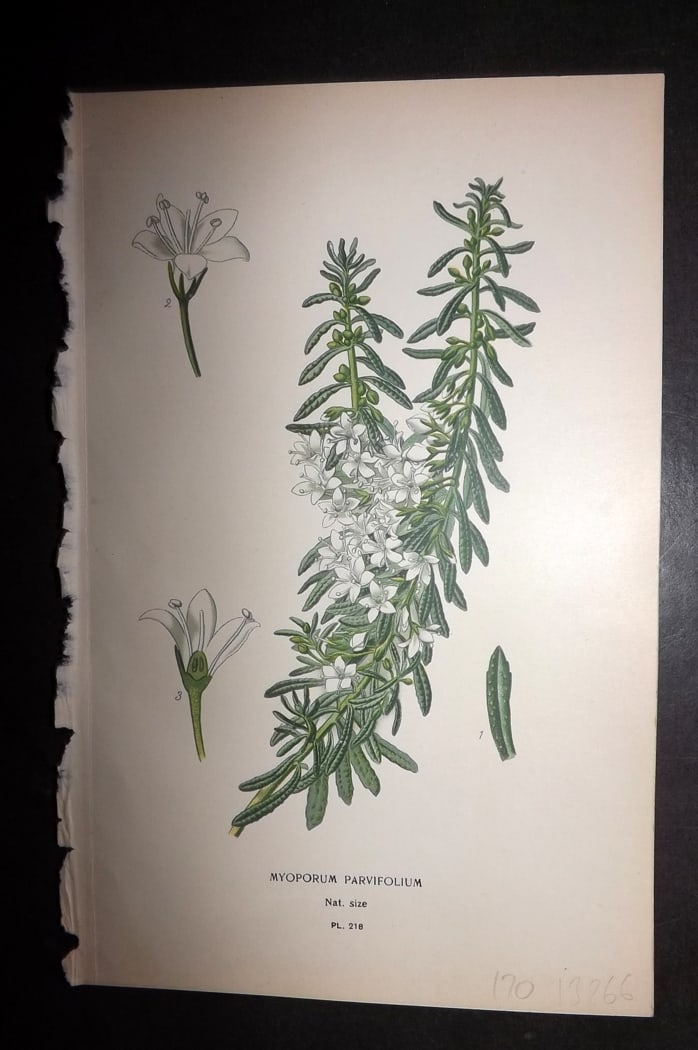 Step 1897 Antique Botanical Print. Myoporum Parvifolium 218: Chromolithograph Published 1896-97 by Frederick Warne & Co., London for "Favourite Flowers of Garden and Greenhouse" by Edward Step and William Watson. Paper Size: 9.5 x 6 inch (24 x 15cm) Good Condit