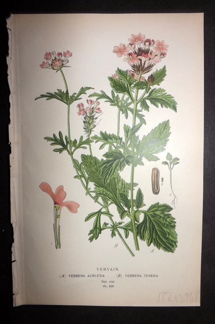 Step 1897 Antique Botanical Print. Vervain. Verbena Aubletta & Tenera 220: Chromolithograph Published 1896-97 by Frederick Warne & Co., London for "Favourite Flowers of Garden and Greenhouse" by Edward Step and William Watson. Paper Size: 9.5 x 6 inch (24 x 15cm) Good Condit