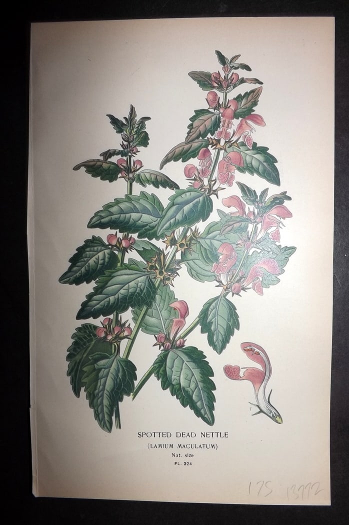 Step 1897 Antique Botanical Print. Spotted Dead Nettle. Lamium Maculatum 224: Chromolithograph Published 1896-97 by Frederick Warne & Co., London for "Favourite Flowers of Garden and Greenhouse" by Edward Step and William Watson. Paper Size: 9.5 x 6 inch (24 x 15cm) Good Condit