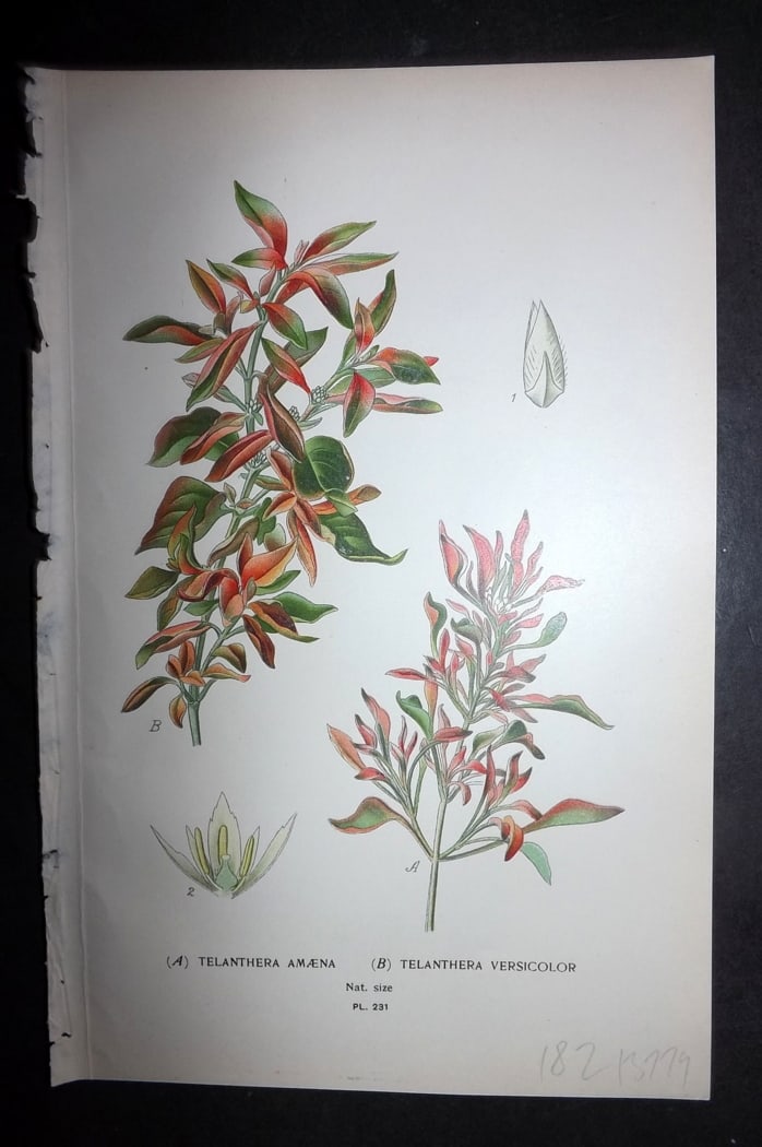 Step 1897 Antique Botanical Print. Telanthera Amaena. Telanthera Versicolor 231: Chromolithograph Published 1896-97 by Frederick Warne & Co., London for "Favourite Flowers of Garden and Greenhouse" by Edward Step and William Watson. Paper Size: 9.5 x 6 inch (24 x 15cm) Good Condit