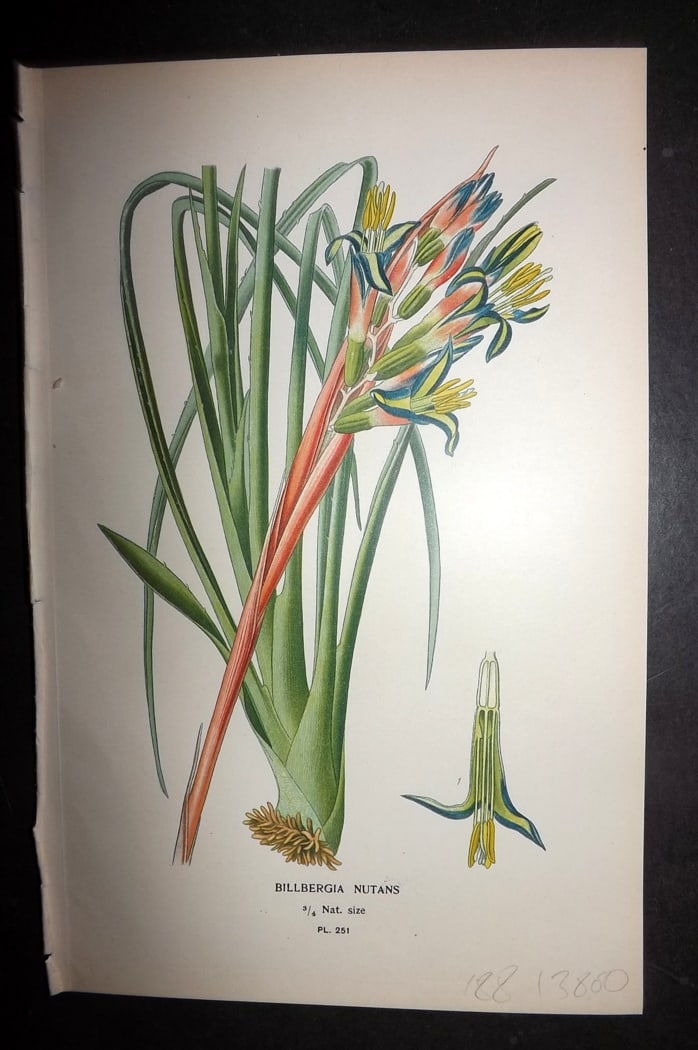 Step 1897 Antique Botanical Print. Billbergia Nutans 251: Chromolithograph Published 1896-97 by Frederick Warne & Co., London for "Favourite Flowers of Garden and Greenhouse" by Edward Step and William Watson. Paper Size: 9.5 x 6 inch (24 x 15cm) Good Condit