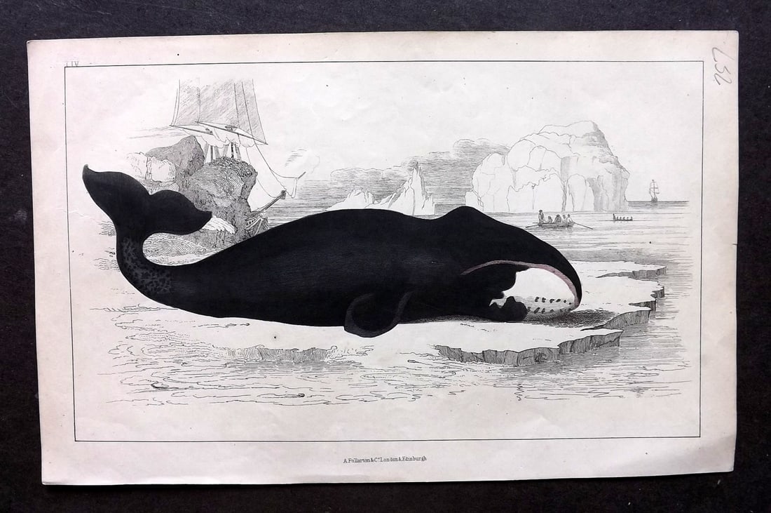 Goldsmith, Oliver C1850 Hand Col Print. The True Whale 54: Antique Etching/Engraving Published C1850 by A. Fullarton & Co., London for "A History of the Earth and Animated Nature" by Oliver Goldsmith. Fine hand colour as issued. Paper Size: 10 x 6 inch (25 x