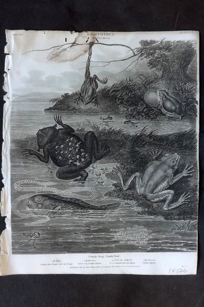 Rees, Abraham 1820 Antique Print. Amphibia - Surinam Toad, Two Coloured & Tree Frog 01 (1 of 1)