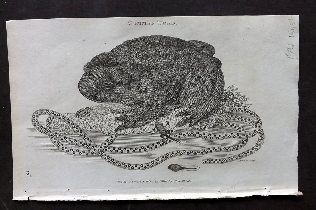 Shaw, George 1809 Antique Print. Common Toad: Copper Plate Published 1809 by G.Kearsley, London for "Zoological Lectures..." by George Shaw. Paper Size: 8.5 x 5 inch (22 x 13cm) Good Condition