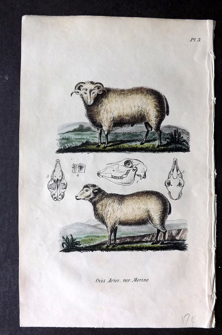 Stephenson, John 1838 Hand Col Print. Domestic Sheep 03 (1 of 1)