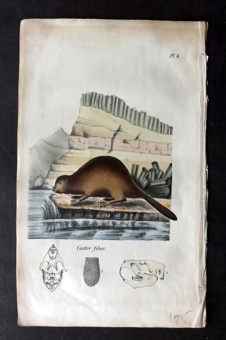 Stephenson, John 1838 Hand Col Print. Common Beaver 04 (1 of 1)