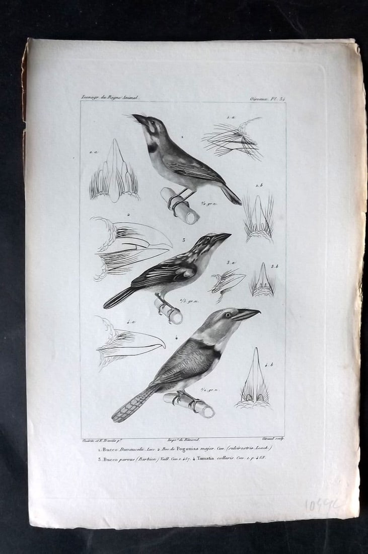 Cuvier, Baron C1830 Antique Bird Print. Bucco, Pogonias, Tamatia. Puffbirds 34: Antique Steel Engraving Published 1829-44, Paris for "Iconographie du regne animal de G. Cuvier" by the Baron Cuvier. Very minor toning. Paper Size: 9.5 x 6 inch (24 x 16cm) Good Condition
