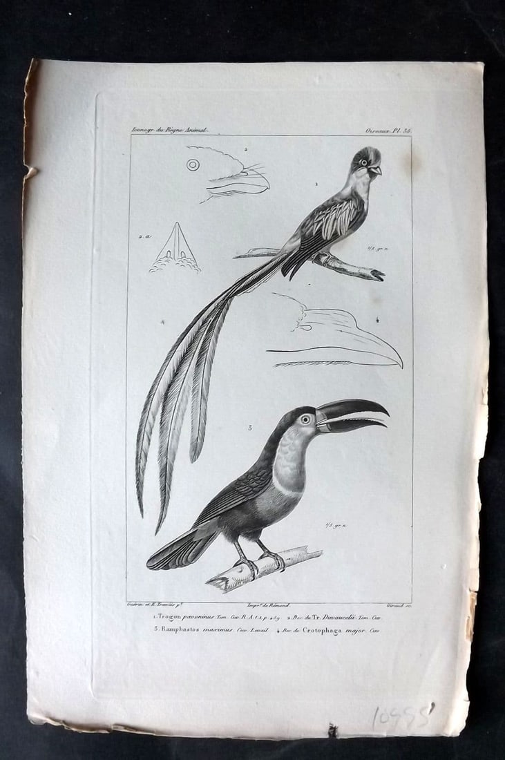 Cuvier, Baron C1830 Antique Bird Print. Trogan, Ramphastos. Toucan 35: Antique Steel Engraving Published 1829-44, Paris for "Iconographie du regne animal de G. Cuvier" by the Baron Cuvier. Paper Size: 9.5 x 6 inch (24 x 16cm) Very minor margin toning. Good Condition