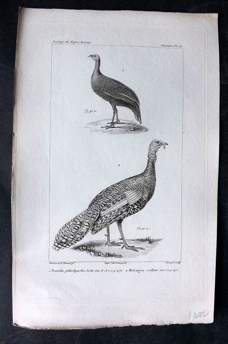 Cuvier, Baron C1830 Bird Print. Numida, Meleagris. Helmeted guineafowl, Turkey 41 (1 of 1)