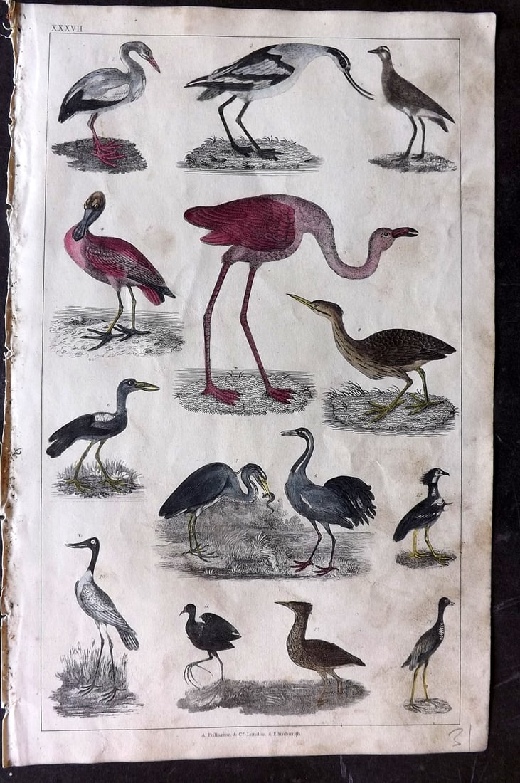 Goldsmith 1847 Hand Col Bird Print. Flamingo, Roseate Spoonbill, Heron, Crane etc (1 of 1)