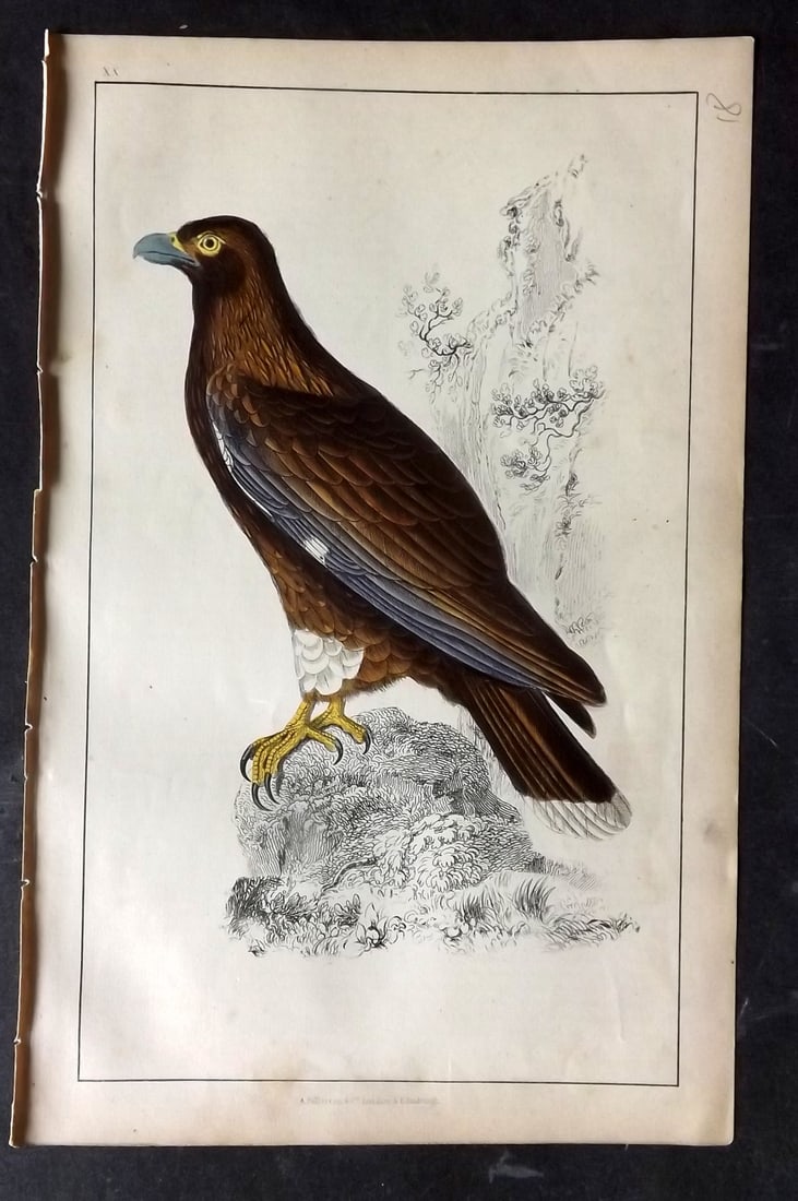 Goldsmith, Oliver C1850 Hand Col Bird Print. New Zealand Caracara 20: Hand Colored Etching/Engraving Published C1850 by A. Fullarton & Co., London for "A History of the Earth and Animated Nature" by Oliver Goldsmith. Paper Size: 10 x 6 inch (25 x 16cm) Very minor toning