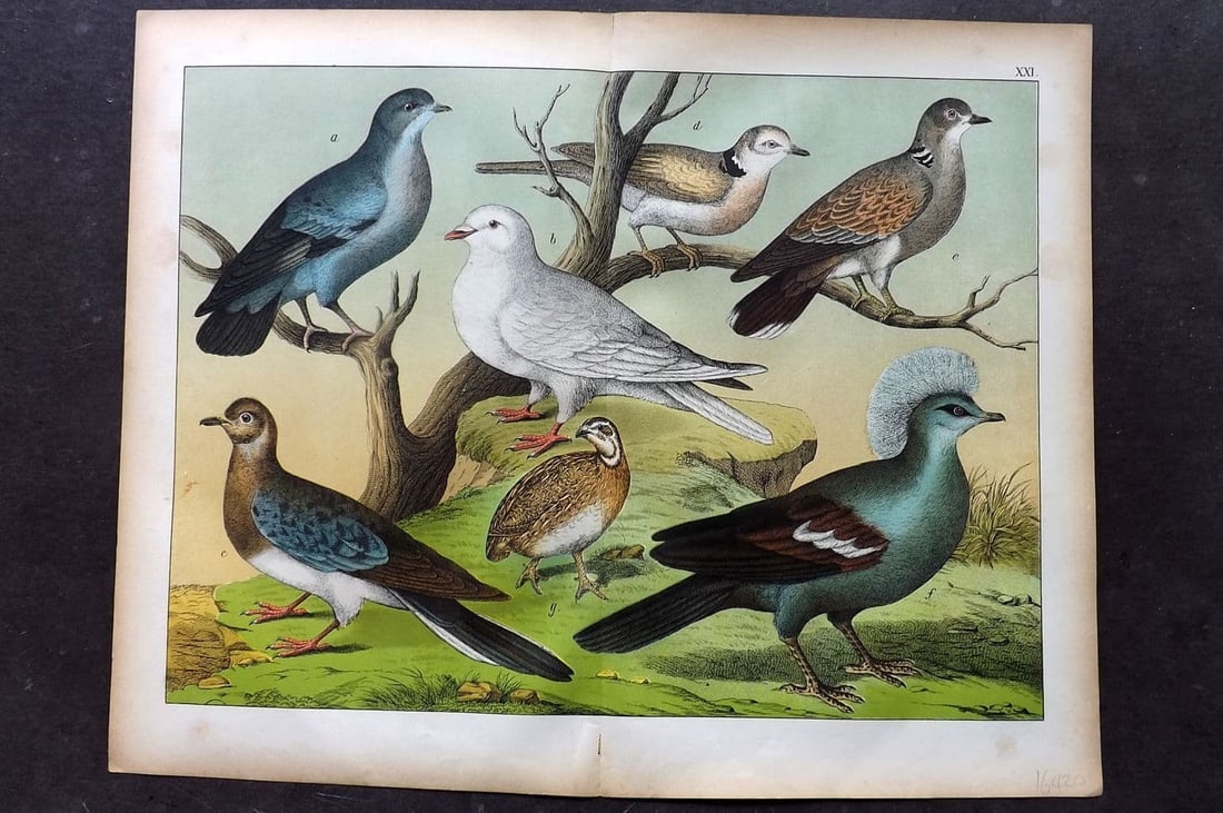 Schubert, Gotthilf C1880 Bird Print. Extinct Passenger Pigeon, Crowned Pigeon, Doves 21 (1 of 1)