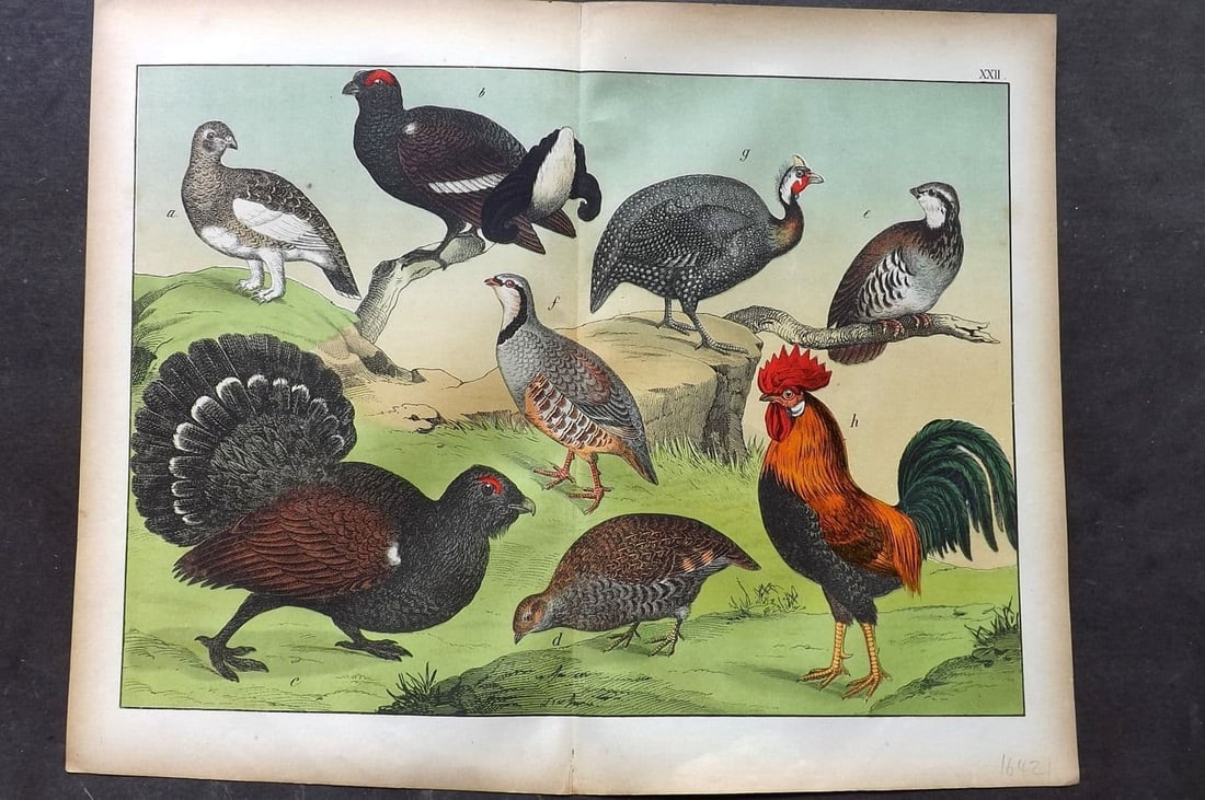 Schubert, Gotthilf C1880 Folio Bird Print. Cockerel, Partridge, Chicken, Guinea Fowl 22 (1 of 1)