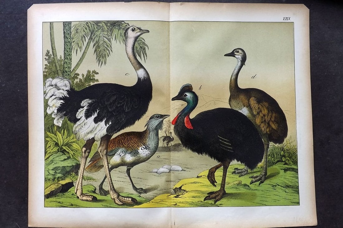 Schubert, Gotthilf C1880 Folio Bird Print. Ostrich, Cassowary, Bustard 24: Folio Lithograph Published C1880, Hecklingen & Munich for "Le Regne Animal" by Gotthilf Heinrich von Schubert. Centre fold as published. Paper Size: 16 x 12.5 ich (40 x 32cm) Good Condition